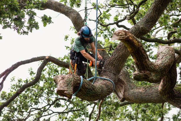 How Our Tree Care Process Works  in  Santa Clara, UT