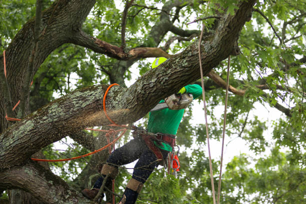 Best Tree Trimming and Pruning  in Santa Clara, UT