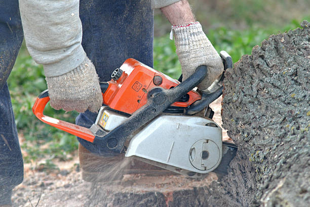 Tree and Shrub Care in Santa Clara, UT