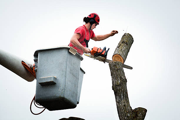 Best Storm Damage Tree Cleanup  in Santa Clara, UT