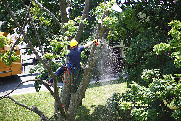 Reliable Santa Clara, UT Tree Services Solutions