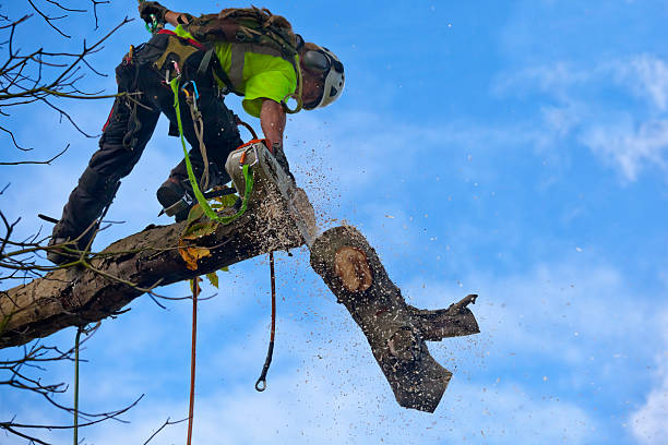 Best Palm Tree Trimming  in Santa Clara, UT